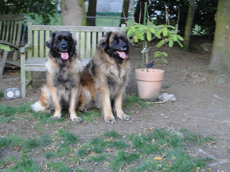H_Wurf0084.JPG - Bellatrix und Lasse (Fairytroll's X-Mas Elf Zodiac)
