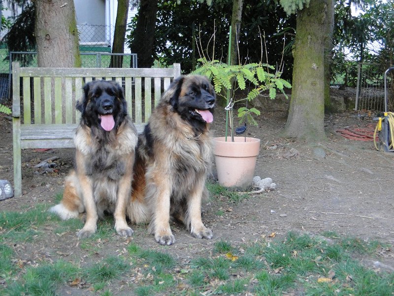 H_Wurf0093.JPG - Bellatrix und Lasse (Fairytroll's X-Mas Elf Zodiac)
