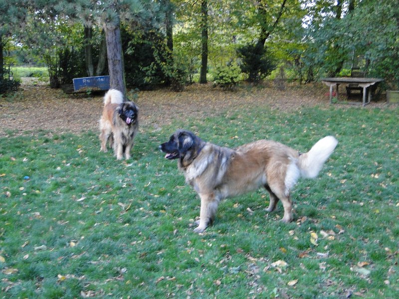 H_Wurf0100.JPG - Bellatrix und Lasse (Fairytroll's X-Mas Elf Zodiac)