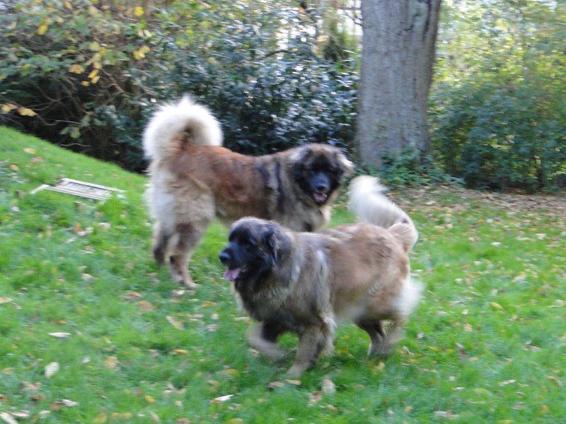 H_Wurf0103.JPG - Bellatrix und Lasse (Fairytroll's X-Mas Elf Zodiac)