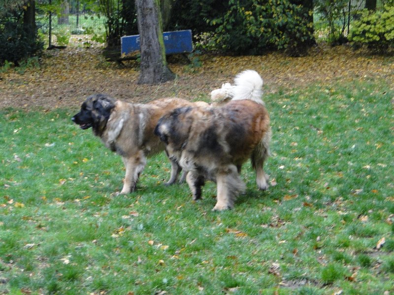 H_Wurf0106.JPG - Bellatrix und Lasse (Fairytroll's X-Mas Elf Zodiac)