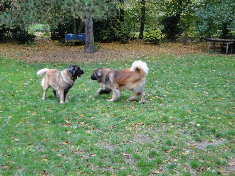H_Wurf0107.JPG - Bellatrix und Lasse (Fairytroll's X-Mas Elf Zodiac)