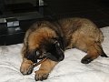 Jupp0032