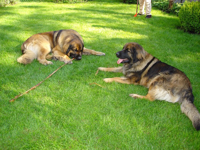 Hunde1056.jpg - Das Ganze war nur ein Ablenkungsmanöver, um den heissbegehrten "Stecken" zu klauen...