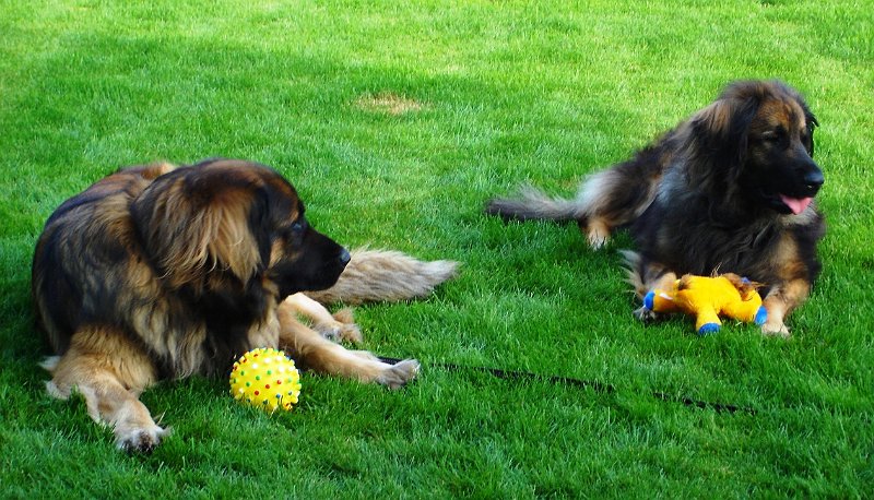 Hunde1128.JPG - Cardhu (3 Jahre und 11 Monate) und Eowyn (3 Jahre 2 Monate) mit ihren Spielzeugen...