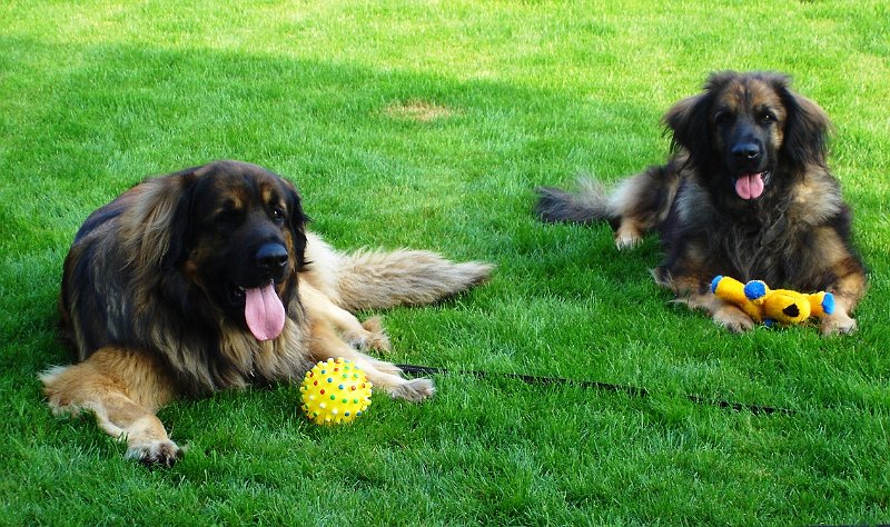 Hunde1132.JPG - ... da wurde nichts verschenkt!