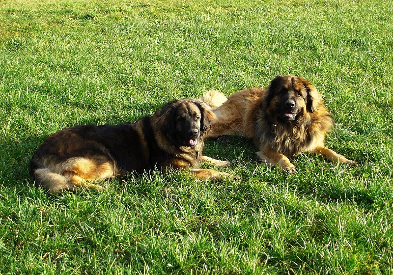 Hunde1205.JPG - Eowyn und Cardhu (Cardhu's 4. Geburtstag)