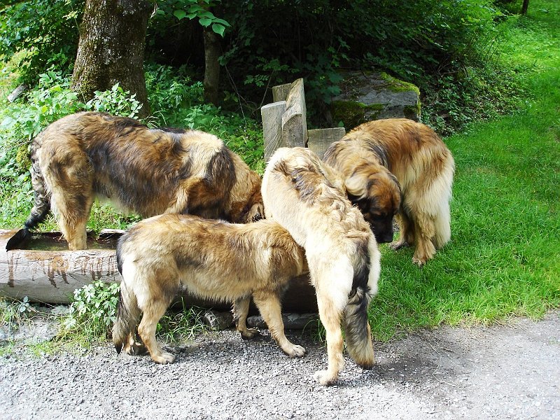 Hunde1640.JPG - Kleines Bildrätsel: Wer trinkt hier wo?