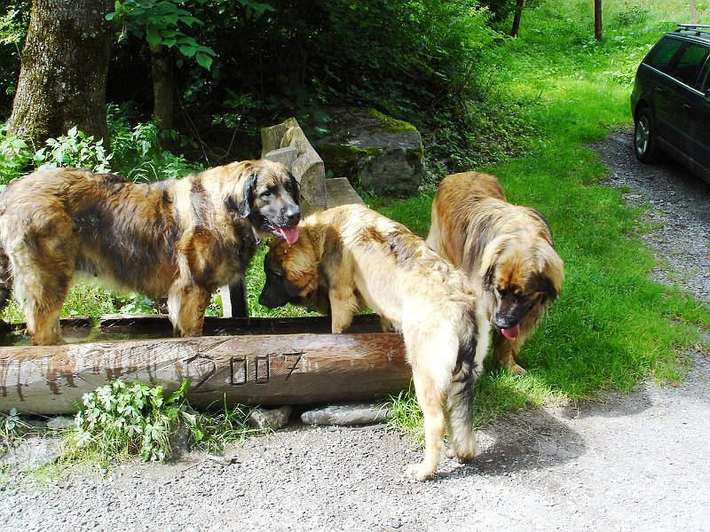 Hunde1642.JPG - Ratet mal, wer als Erste im Wasser war!