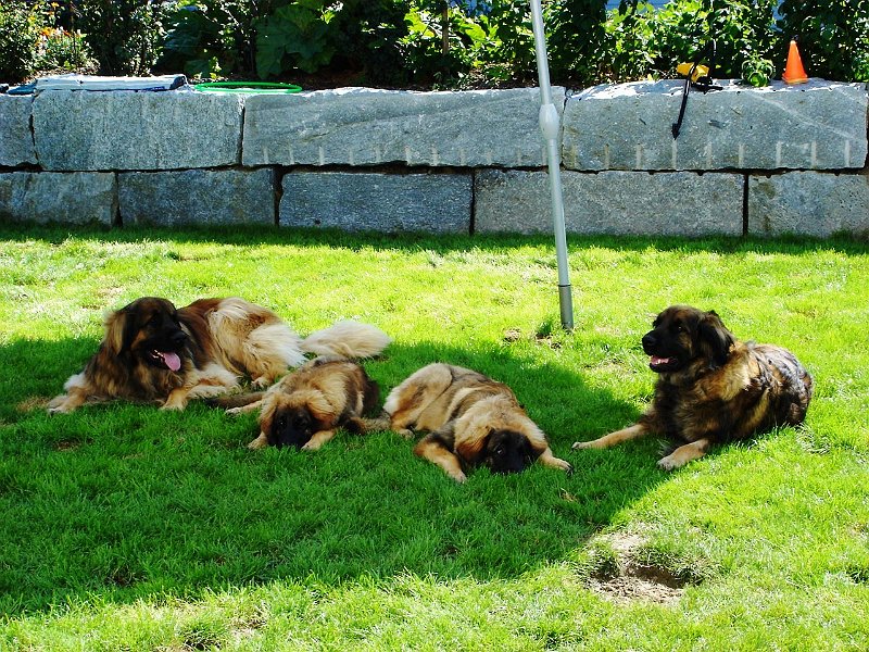 Hunde1643.JPG - Friedlich vereint den Schatten geniessen...