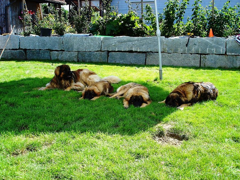 Hunde1645.JPG - ...was gibt es besseres!