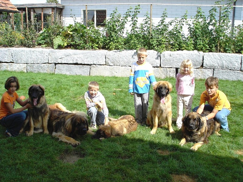 Hunde1674.JPG - Ein Foto, welches aufzeigt, weshalb wir so süchtig nach dieser Rasse sind...
