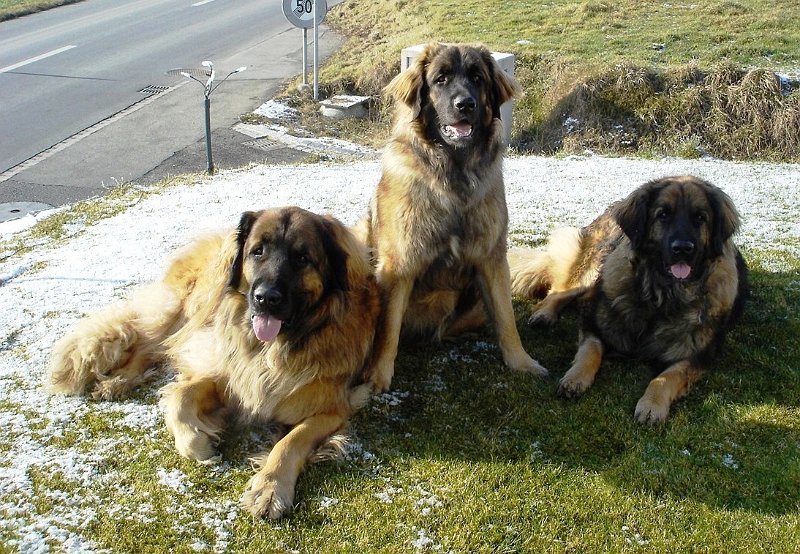 Hunde1869.JPG - Cardhu (ca. 5 1/2 Jahre), Arwen (ca. 18 Monate) und Ihre Mutter Eowyn (ca. 4 Jahre und 10 Monate)