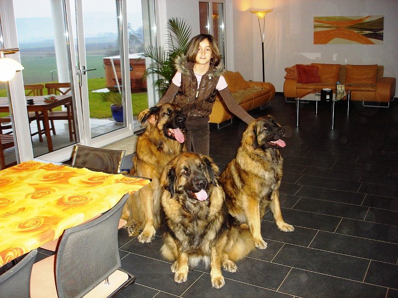 Hunde1870.JPG - Die "magischen Drei" mit Vivien, unserer Tochter