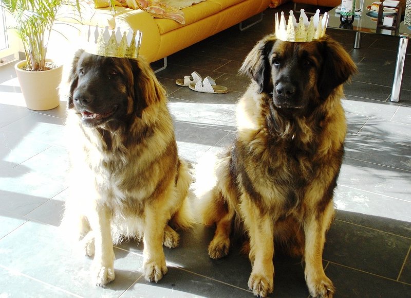 Hunde1881.JPG - Königin und Prinzessin geben sich die Ehre....