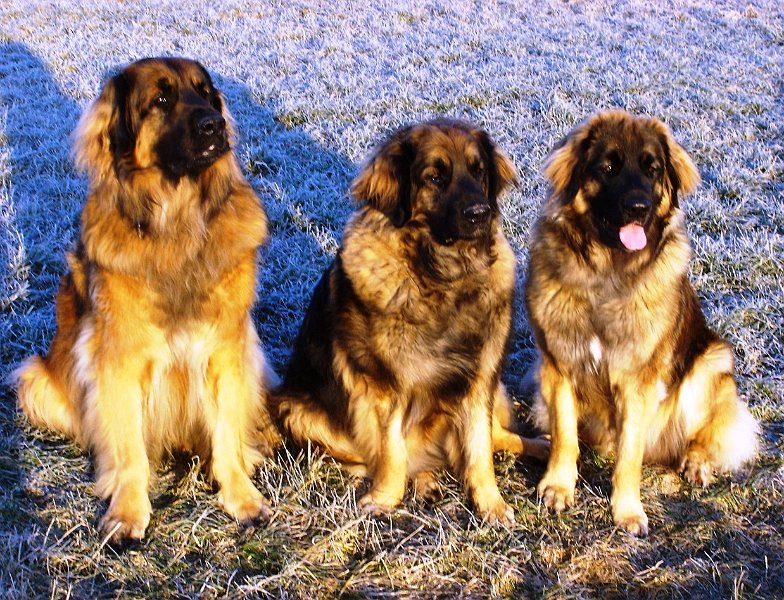 Hunde1897.JPG - Cardhu, Eowyn und Arwen