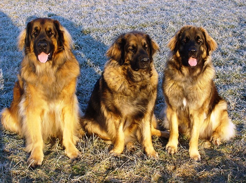 Hunde1898.JPG - Cardhu, Eowyn und Arwen