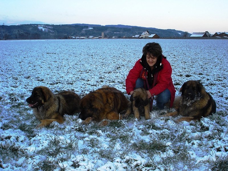 Hunde1964.JPG - Arwen, Cardu, Jeannine und Eowyn