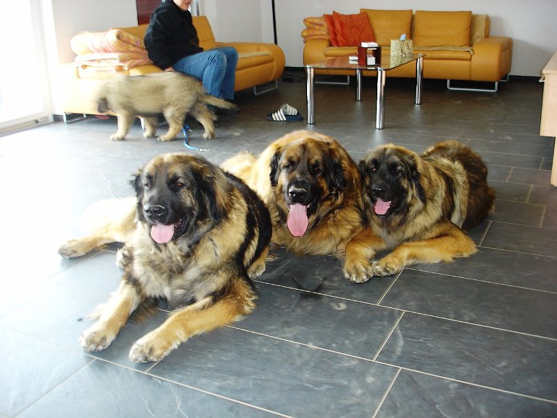 Hunde1991.JPG - Eowyn, Cardhu und Arwen