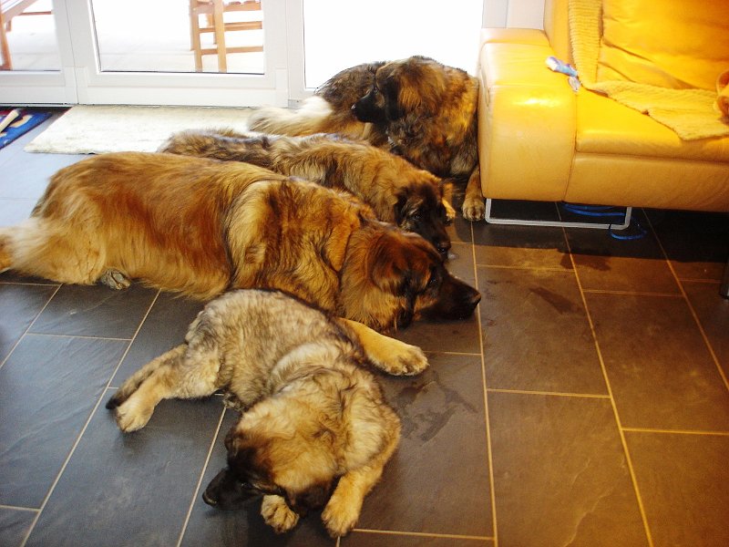 Hunde1999.JPG - Nanu, das ist doch noch ein 4. Leo plötzlich auf dem Bild, wer mag das wohl sein?