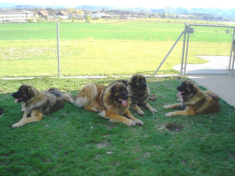 Hunde2026.JPG - Auf jeden Fall nicht Athena, die ist hier nämlich auf Besuch..