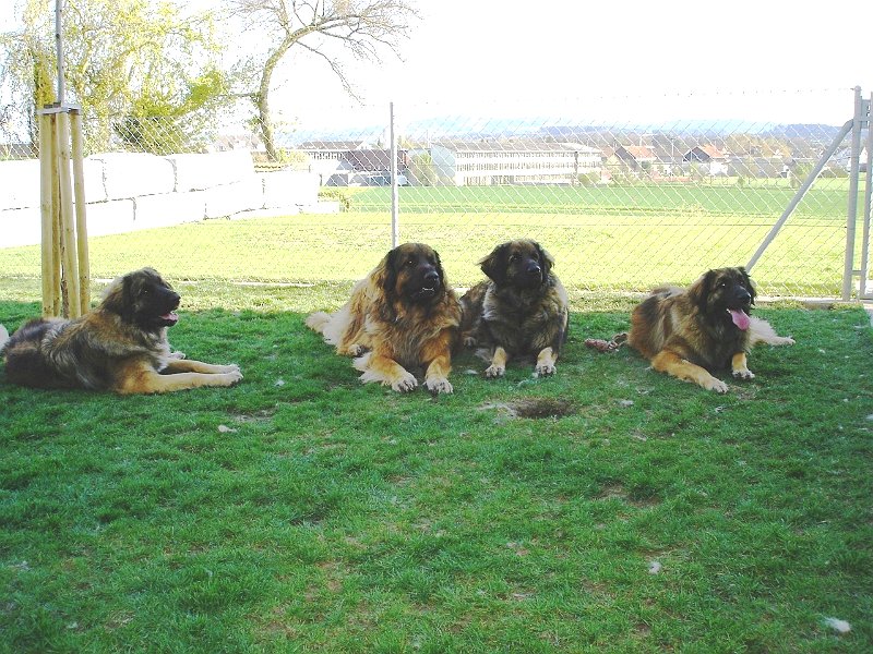 Hunde2028.JPG - Tja, wer ist hier wohl wer?