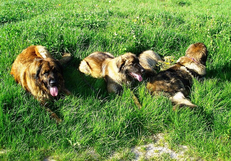 Hunde2036.JPG - ...und wenn schon liegen, dann aber richtig! Finde den 4. Hund.