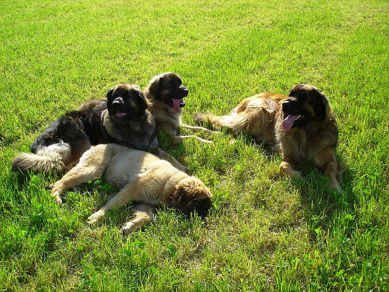 Hunde2045.JPG - Jetzt wird's schon einfacher!