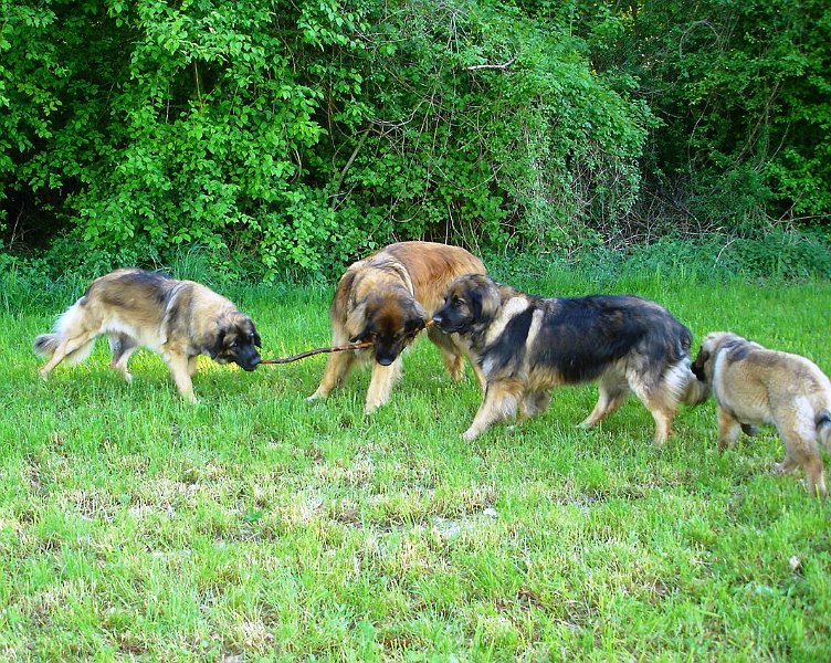Hunde2051.JPG - Arwen, Cardhu und Eowyn im Kampf um einen tollen "Stecken", Laufey wie üblich zu langsam, um mitzumachen!