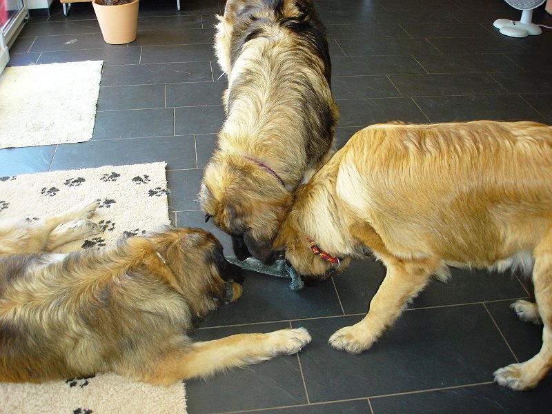 Hunde2121.JPG - Was ist hier wohl der Gegenstand der Begierde?