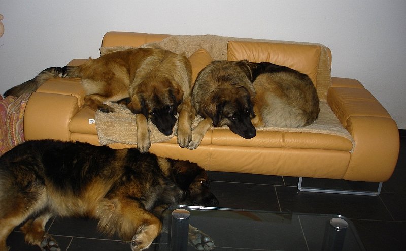 Hunde2190.JPG - Laufey und Arwen beim Probeliegen, Eowyn hat leider keinen Platz!