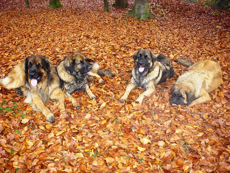 Hunde2294.JPG - Cardhu, Eowyn, Arwen und Laufey im herbstlichen Wald (Oktober 2008)