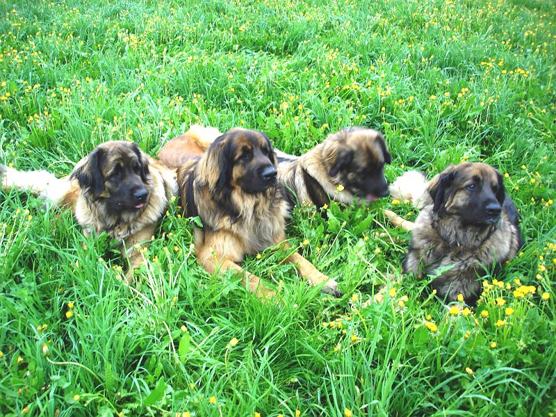 Hunde2480.JPG - Anfangs Mai 2009 (war wohl ziemlich spannend!)