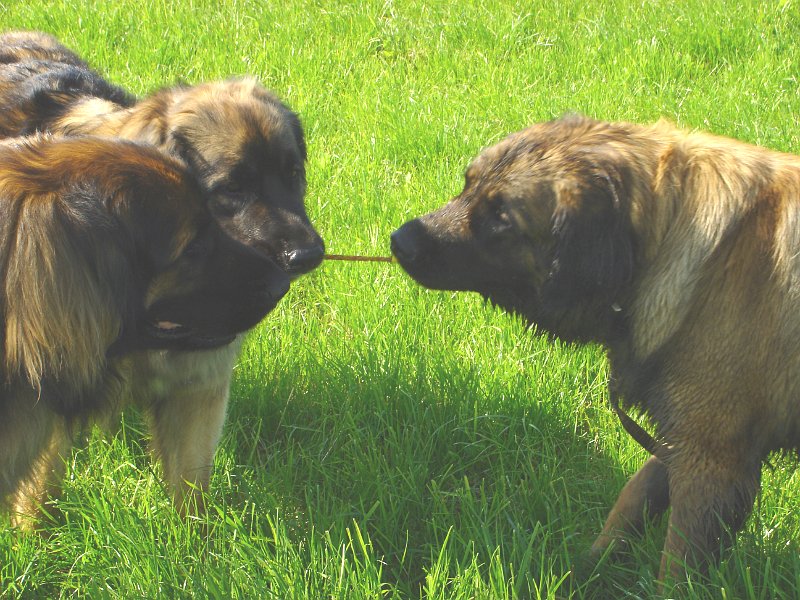 Hunde2594.JPG - Tauziehen zwischen Arwen und Laufey, Cardhu schaut interessiert zu...