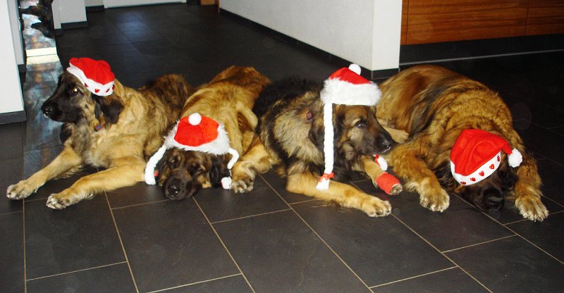 Hunde3347.JPG - Die Begeisterung steht den Darstellern ins Gesicht geschrieben....