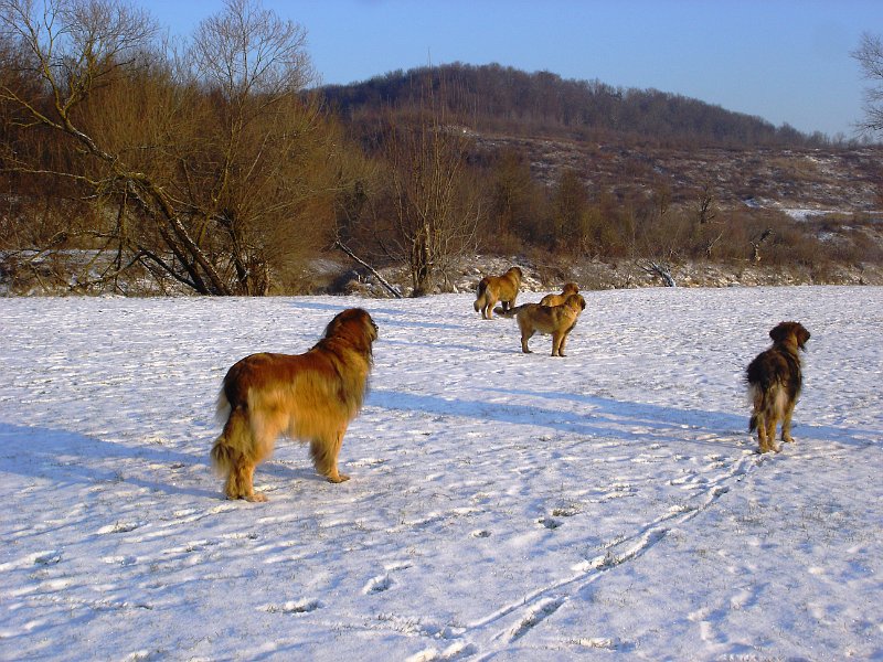 Hunde3352.JPG - Ende Dezember 2009 auf der Allmend Frauenfeld