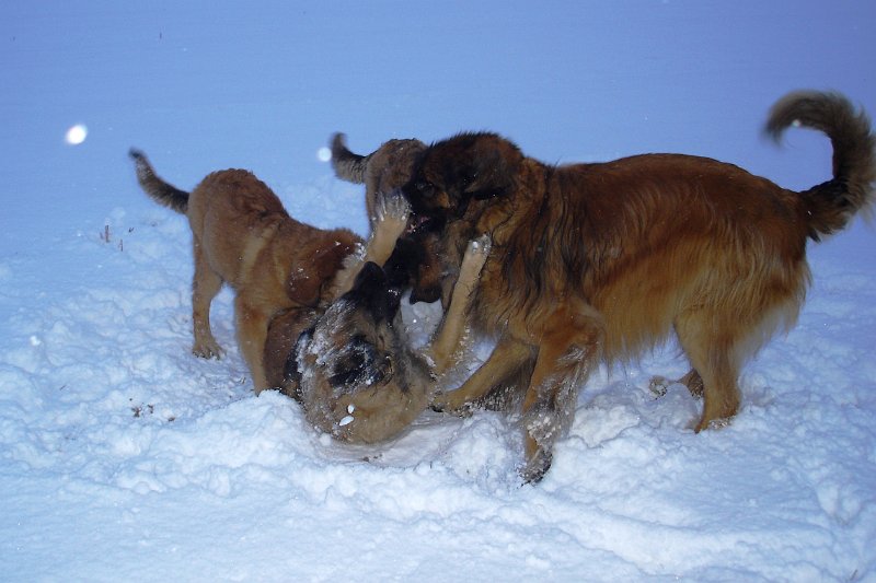 Hunde3354.JPG - Schnee, Schnee, Schnee (Dezember 2009)