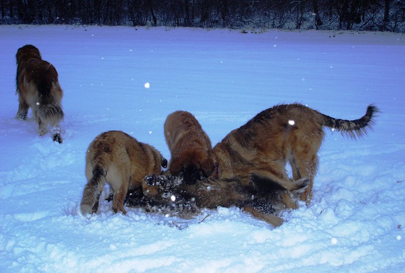 Hunde3357.JPG - Alle gegen Einen, oder so ähnlich