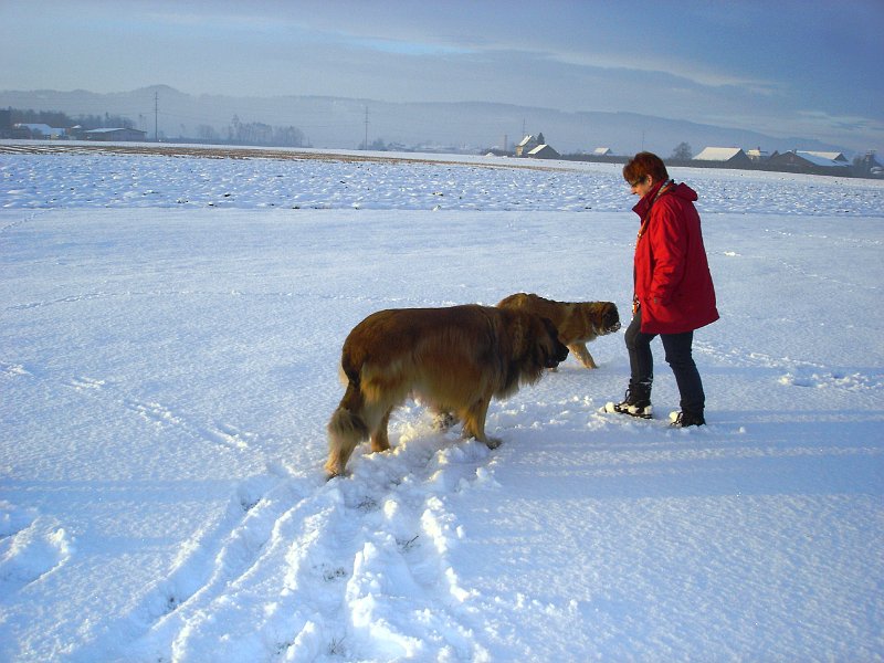 Hunde3370.JPG - Cardhu mit Jeannine + Bona Dea im Dezember 2009