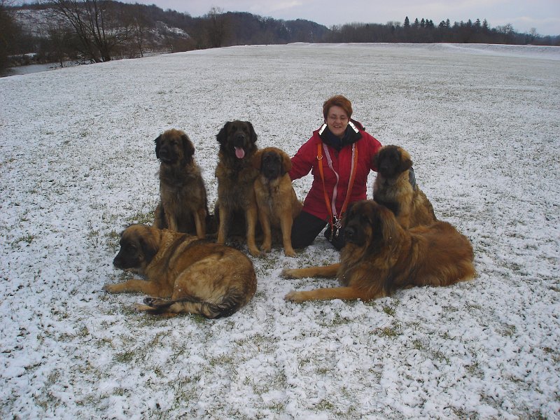 Hunde3375.JPG - Arwen und Cardhu liegend, Eowyn, Laufey, Bona Dea, Jeannine und Bellatrix