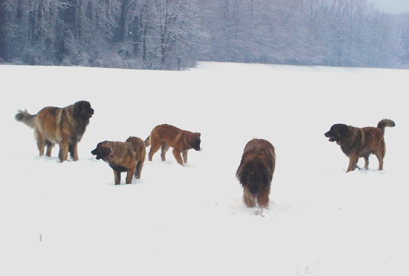 Hunde3414.JPG - Arthos (ein Feriengast), Bellatrix, Bona Dea, Cardhu und Laufey beim Schneelaufen!