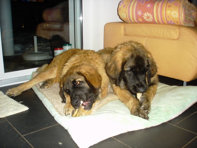 Hunde3425.JPG - Bona Dea und Bellatrix bei ihrer Lieblingsbeschäftigung, Essen!