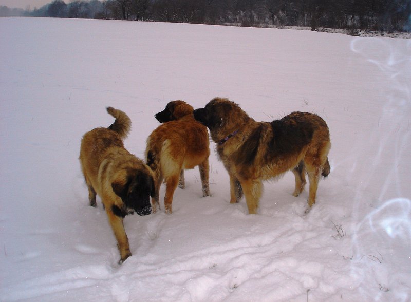Hunde3474.JPG - Bellatrix, Bona Dea und Arwen im Schnee (Februar 2010)