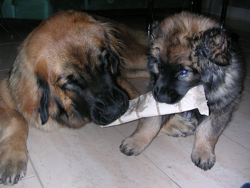 Hunde348.jpg - Teilen konnten die beiden jedoch gut!