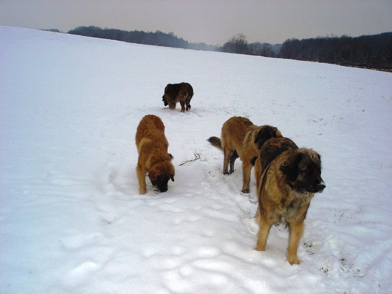 Hunde3482.JPG - Gleiche Besetzung (Februar 2010)