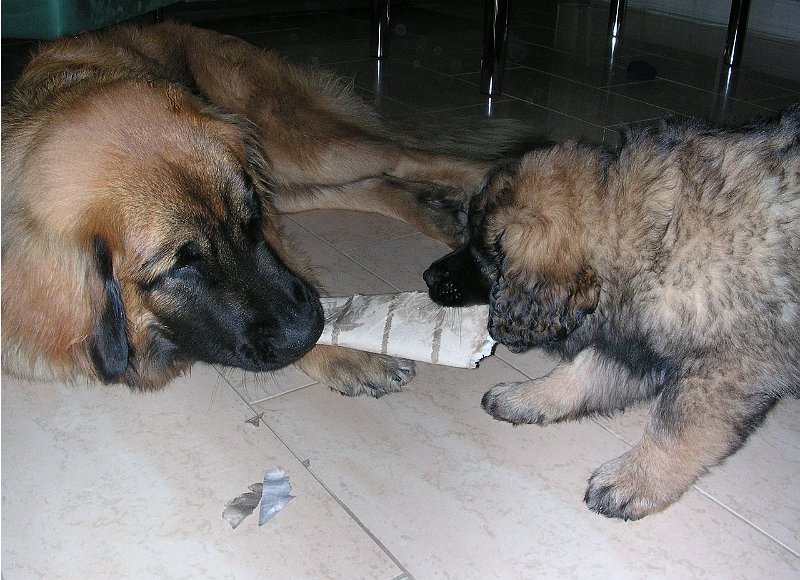 Hunde349.jpg - ...solange Eowyn die Nase, resp. Schnauze vorne hatte!
