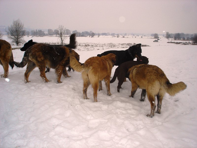 Hunde3499.JPG - Hundetreffen in der Allmend Frauenfeld (Februar 2010)
