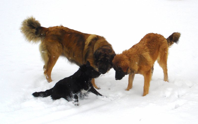 Hunde3502.JPG - Auch andere Hunde sind erwünscht...