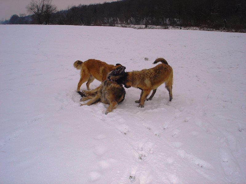 Hunde3504.JPG - aber einfacher ist es schon mit den Eigenen...