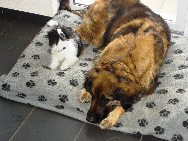 Hunde3527.JPG - ... das beweist dieses Bild doch, oder?